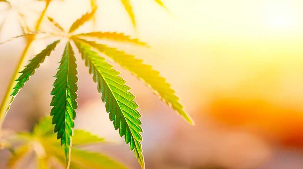Der Nutzhanf, cannabis sativa, ist seit Jahrtausenden ein wichtiger Begleiter der Menschheit!